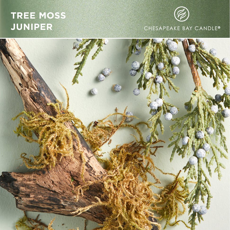 chesapeake bay candle intentions collection be grounded tree moss juniper fragrance in 2D