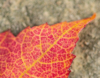 red color leaf floating in water