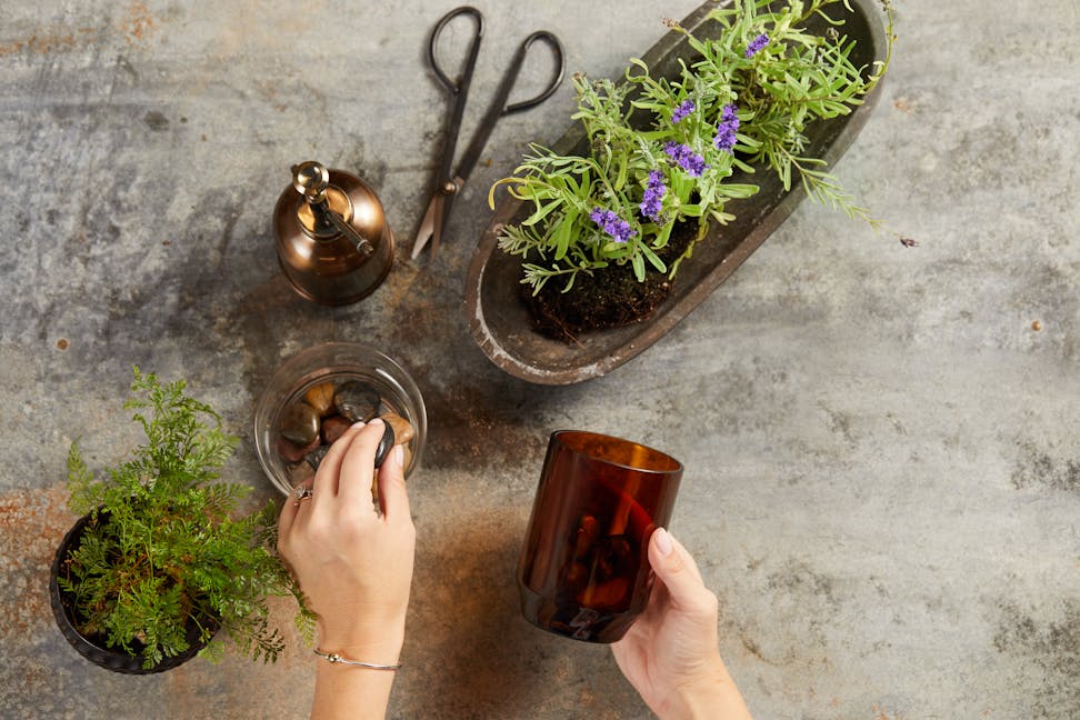 woodwick renew candle jar being upcycled into bonsai planter