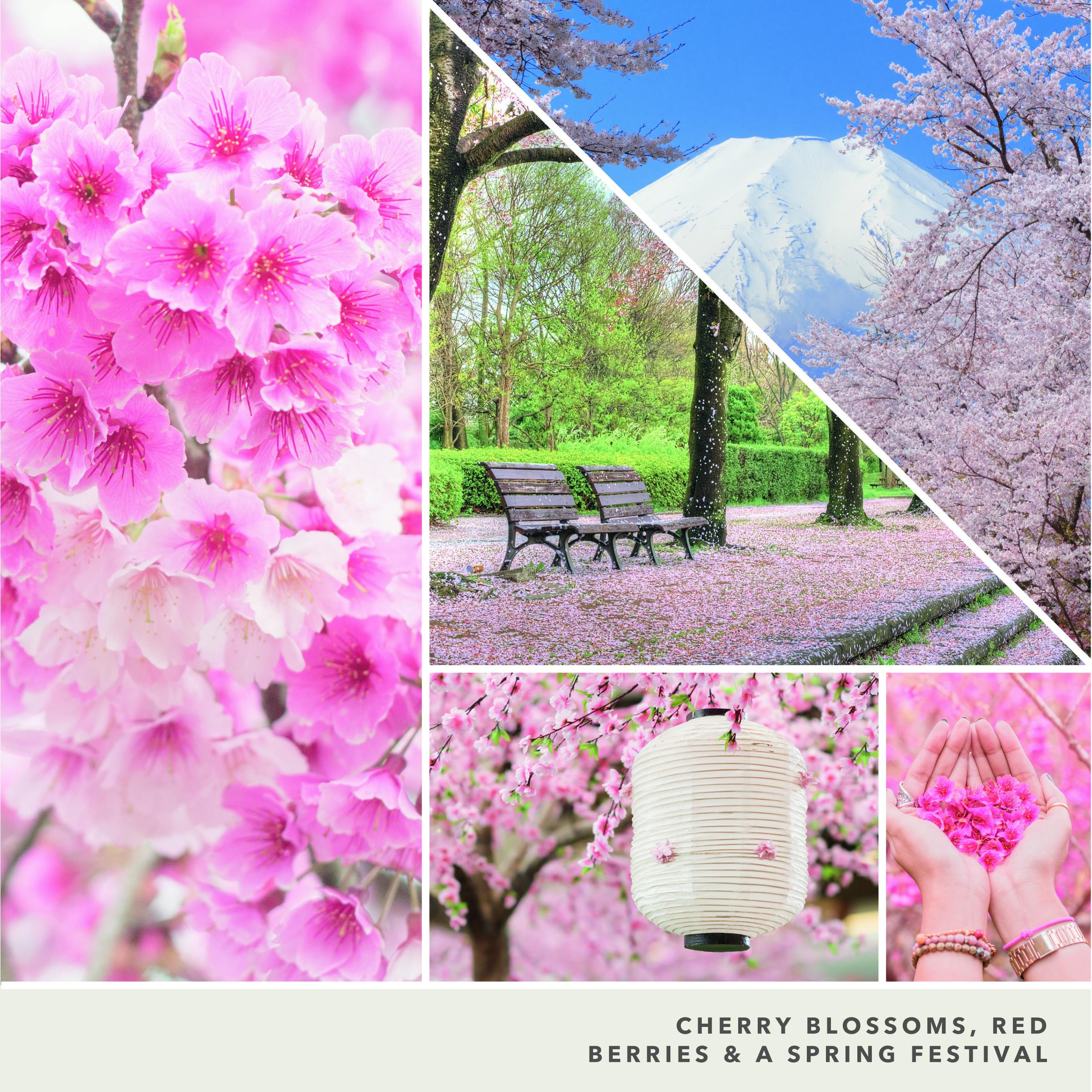 Sakura Blossom Festival | Yankee Candle