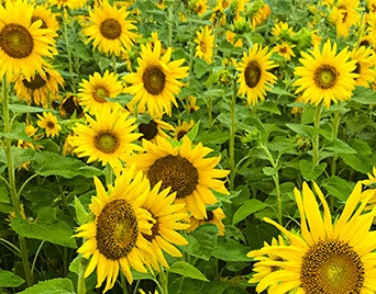 sunflower farm