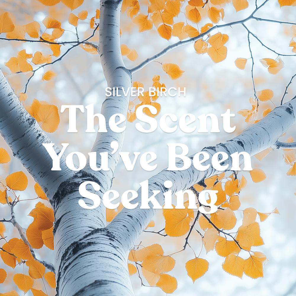 Silver Birch