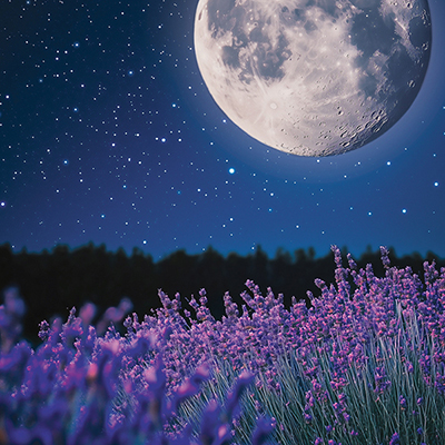 Lavender