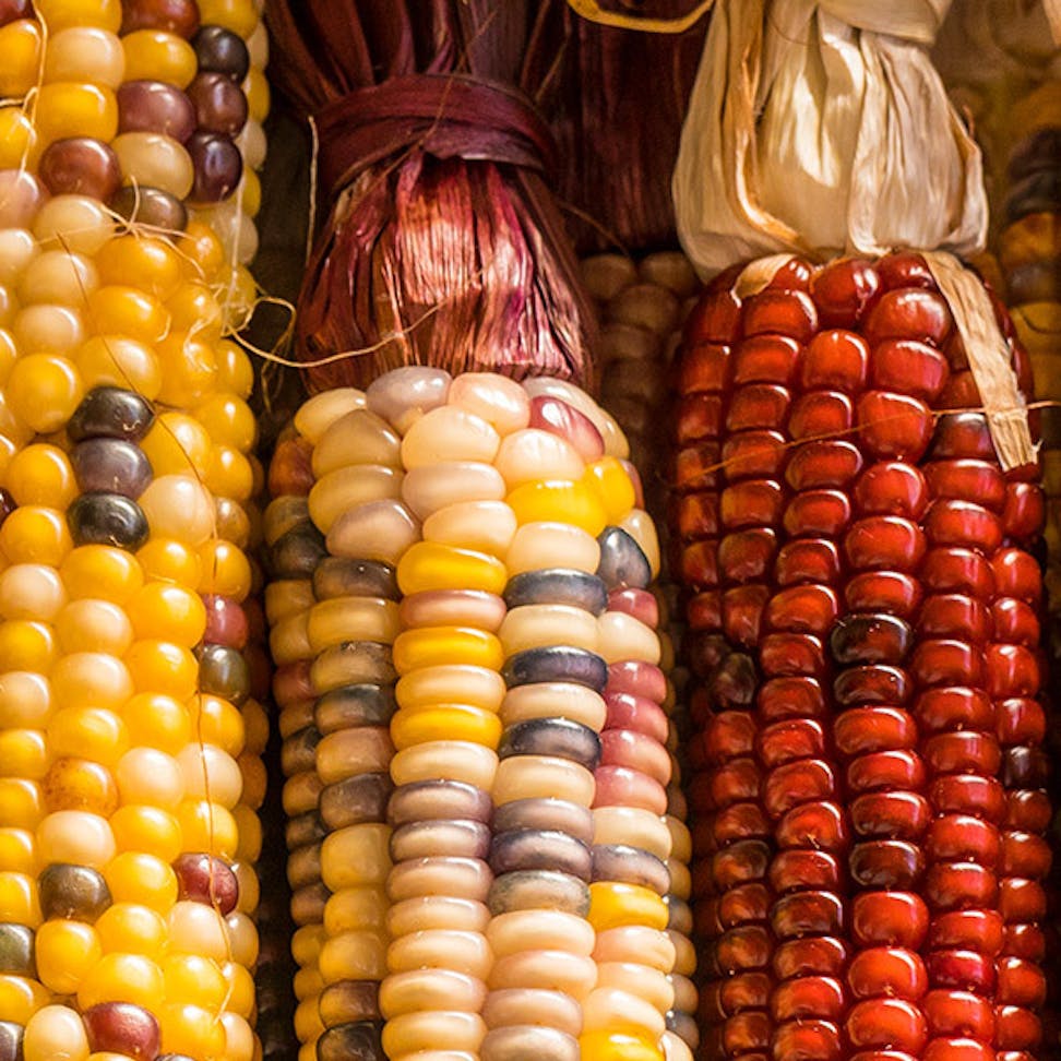 red corn and multi-colored corn