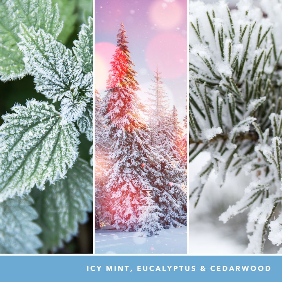 fragrance in 2D image featuring photos of trees with snow and icy mint, eucalyptus, and cedarwood wording