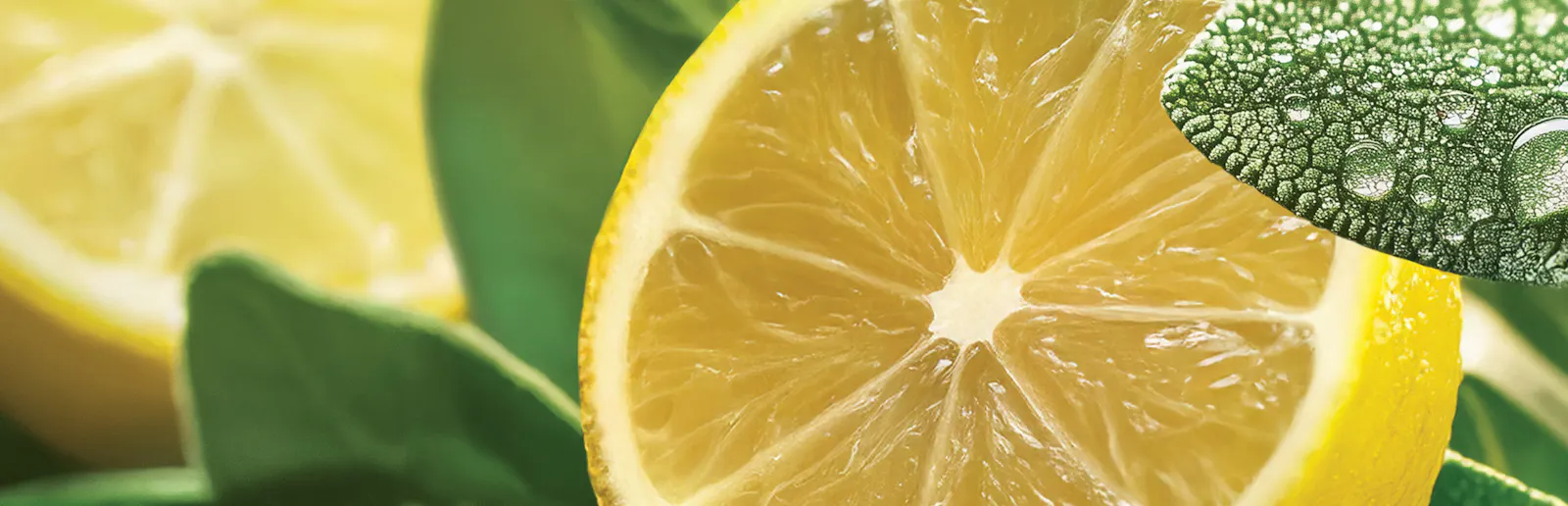 Citrus” Image - Lemons>
  </div></div>

  <div class=