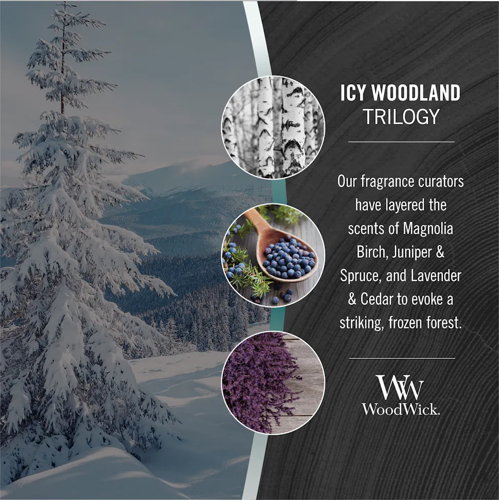 woodwick icy woodland trilogy fragrance in 2d photo collage with text that reads, our fragrance curators have layered the scents of magnolia birch, juniper and spruce, and lavender and cedar to evoke a striking, frozen forest