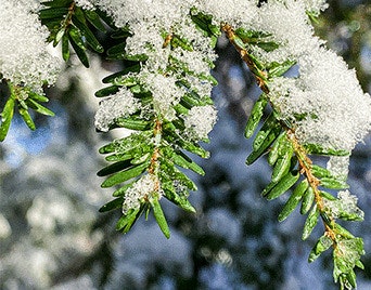 leaves covered with snow