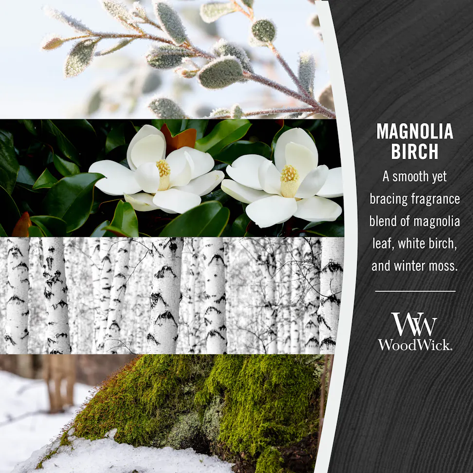 woodwick magnolia birch fragrance in 2d photo collage with text that reads, a smooth yet bracing fragrance blend of magnolia leaf, white birch, and winter moss