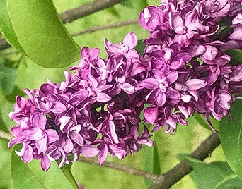 tiny purple flowers