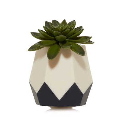 Succulent